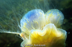 Giant jellyfish with catch of two blue jellyfish
 by Wiljo Jonsson 